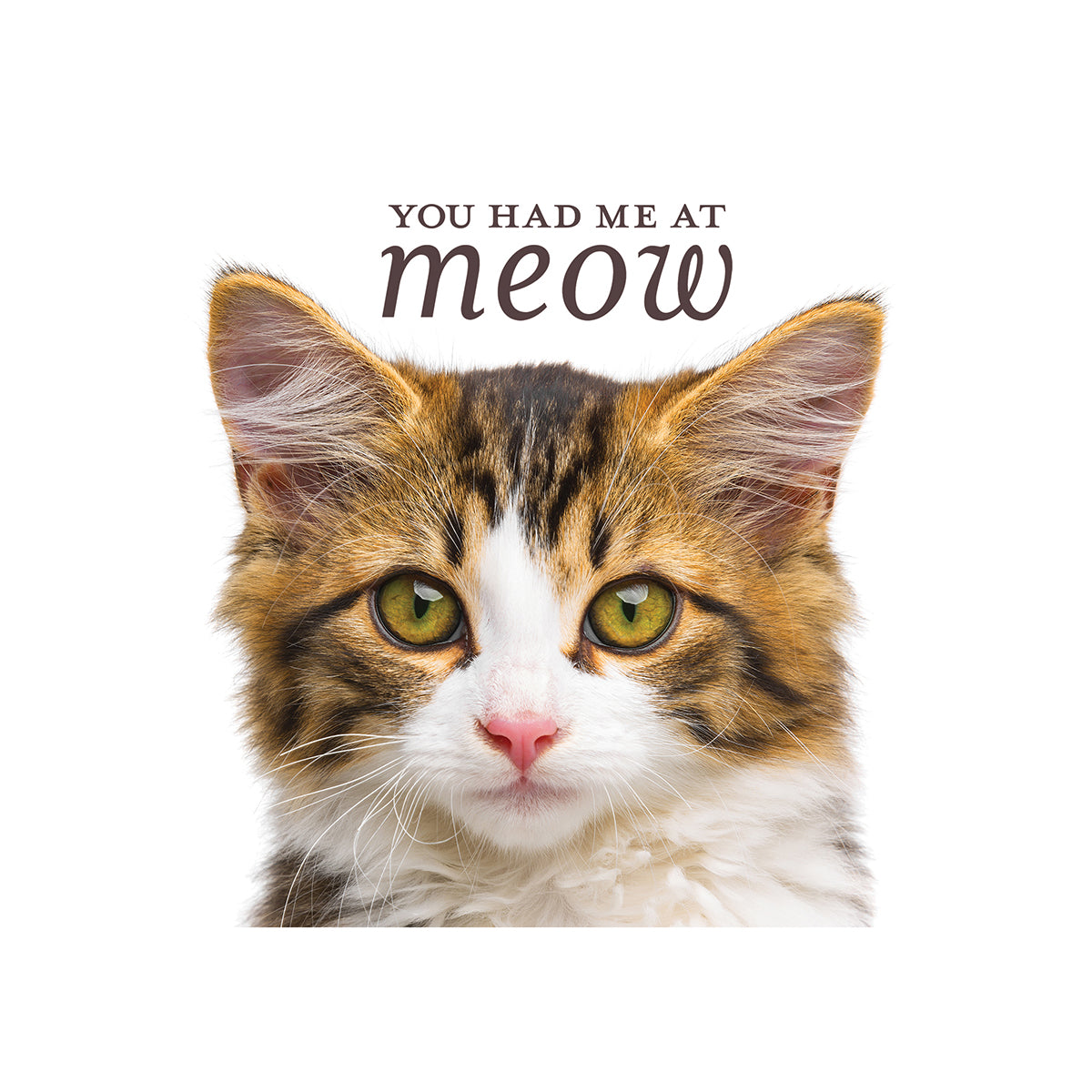 You Had Me at Meow